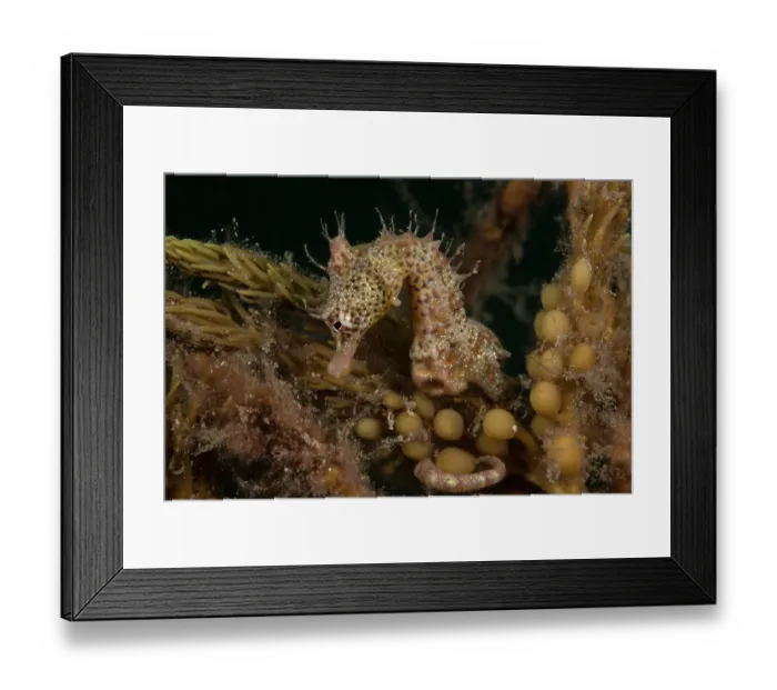 Framed Print : Short-headed seahorse (Hippocampus breviceps) camouflaged among seaweed, Edithburgh, South Australia, Pacific Ocean Framed Print : Short-headed seahorse (Hippocampus breviceps) camouflaged among seaweed, Edithburgh, South Australia, Pacific Ocean