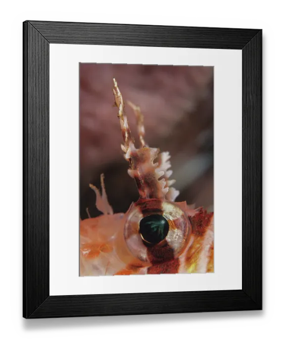 Framed Print : Spotfin lionfish (Pterois antennata) eye and antenna detail, Bali, Pacific Ocean Framed Print : Spotfin lionfish (Pterois antennata) eye and antenna detail, Bali, Pacific Ocean