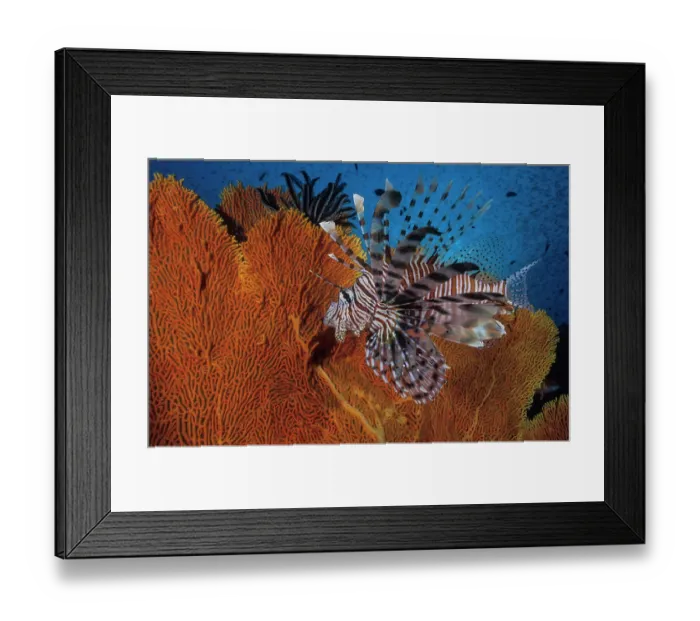 Framed Print : Indian lionfish (Pterois miles) swimming in front of a seafan, Thailand, Andaman Sea Framed Print : Indian lionfish (Pterois miles) swimming in front of a seafan, Thailand, Andaman Sea