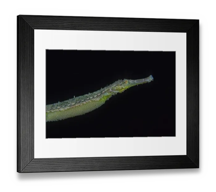 Framed Print : Double-ended pipefish (Syngnathoides biaculeatus) male, carrying a clutch of eggs a female has laid in a brood pouch on his abdomen, Bunaken Marine National Park, North Sulawesi Framed Print : Double-ended pipefish (Syngnathoides biaculeatus) male, carrying a clutch of eggs a female has laid in a brood pouch on his abdomen, Bunaken Marine National Park, North Sulawesi