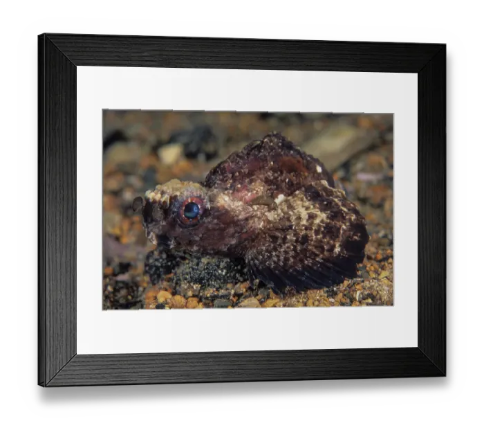 Framed Print : Goblinfish (Glyptauchen panduratus) portrait, Edithburgh, South Australia, Pacific Ocean Framed Print : Goblinfish (Glyptauchen panduratus) portrait, Edithburgh, South Australia, Pacific Ocean