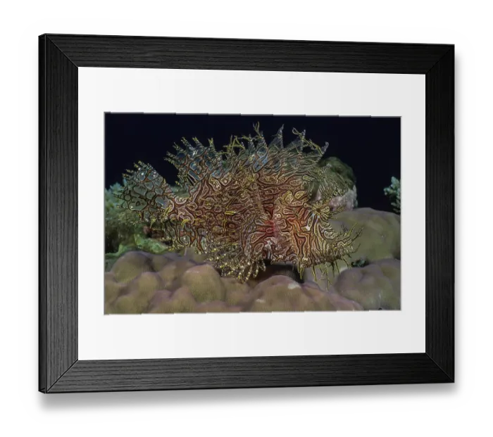 Framed Print : Lacy scorpionfish (Rhinopias aphanes) portrait, Milne Bay, Papua New Guinea, pacific Ocean Framed Print : Lacy scorpionfish (Rhinopias aphanes) portrait, Milne Bay, Papua New Guinea, pacific Ocean