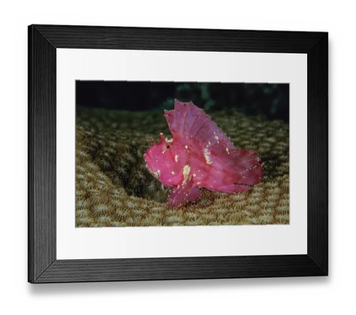 Framed Print : Leaf scorpionfish (Taenianotus triacanthus) portrait, Bunaken Marine Park, North Sulawesi, Pacific Ocean Framed Print : Leaf scorpionfish (Taenianotus triacanthus) portrait, Bunaken Marine Park, North Sulawesi, Pacific Ocean