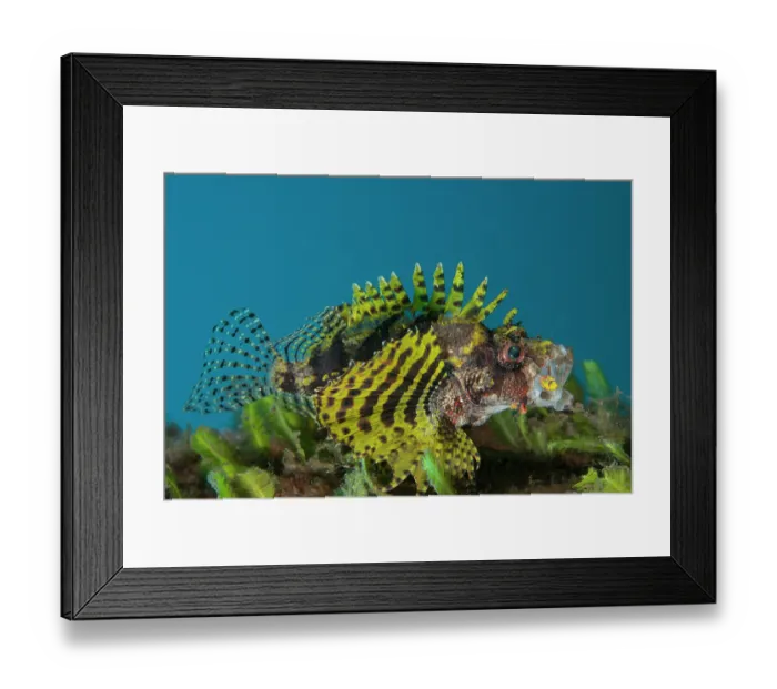 Framed Print : Shortfin lionfish / Dwarf lionfish (Dendrochirus brachypterus) with an unusual yellow-colouration, portrait, Bali, Pacific Ocean Framed Print : Shortfin lionfish / Dwarf lionfish (Dendrochirus brachypterus) with an unusual yellow-colouration, portrait, Bali, Pacific Ocean