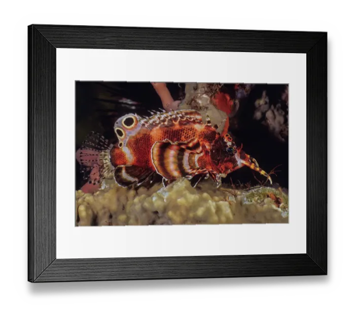 Framed Print : Twinspot lionfish (Dendrochirus biocellatus) one of the smallest species of lionfish and very reclusive. Usually seen at dusk or on night dives, Bali, Pacific Ocean Framed Print : Twinspot lionfish (Dendrochirus biocellatus) one of the smallest species of lionfish and very reclusive. Usually seen at dusk or on night dives, Bali, Pacific Ocean