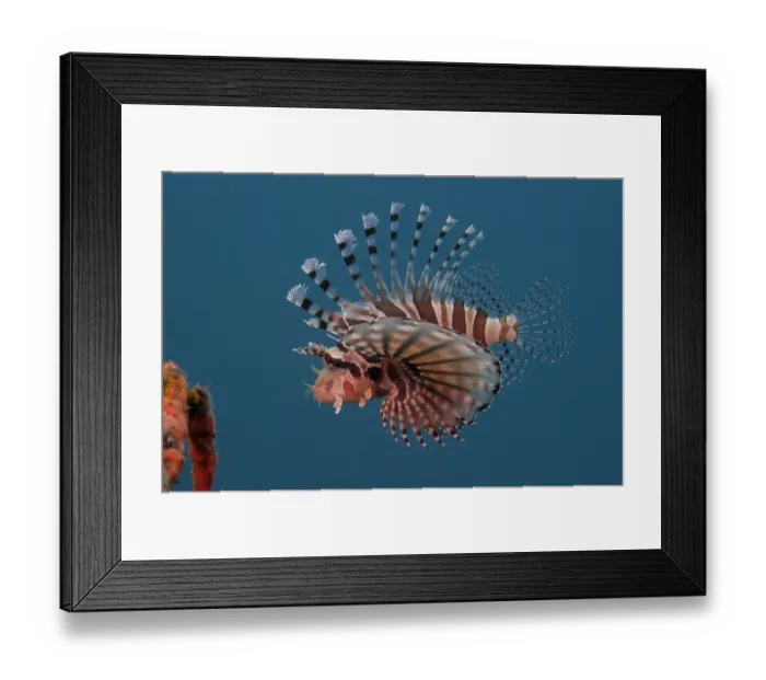 Framed Print : Zebra Lionfish (Dendrochirus zebra) portrait, Bali, Pacific Ocean Framed Print : Zebra Lionfish (Dendrochirus zebra) portrait, Bali, Pacific Ocean