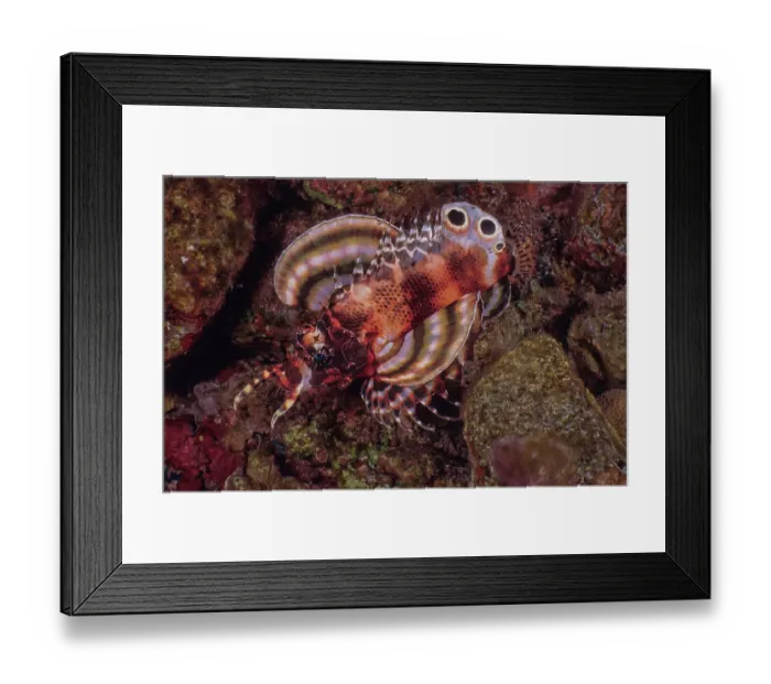 Framed Print : Twinspot lionfish (Dendrochirus biocellatus) one of the smallest species of lionfish and very reclusive. Usually seen at dusk or on night dives, Bali, Pacific Ocean Framed Print : Twinspot lionfish (Dendrochirus biocellatus) one of the smallest species of lionfish and very reclusive. Usually seen at dusk or on night dives, Bali, Pacific Ocean