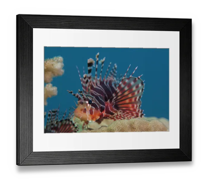 Framed Print : Zebra lionfish (Dendrochirus zebra) portrait, Milne Bay, Papua New Guinea, Pacific Ocean Framed Print : Zebra lionfish (Dendrochirus zebra) portrait, Milne Bay, Papua New Guinea, Pacific Ocean