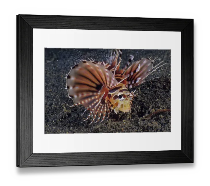 Framed Print : Zebra lionfish (Dendrochirus zebra) portrait, Lembeh Strait, North Sulawesi Framed Print : Zebra lionfish (Dendrochirus zebra) portrait, Lembeh Strait, North Sulawesi