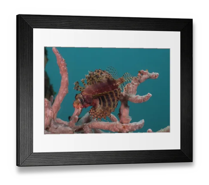 Framed Print : Shortfin lionfish / Dwarf lionfish (Dendrochirus brachypterus) swimming among coral, Bali, Pacific Ocean Framed Print : Shortfin lionfish / Dwarf lionfish (Dendrochirus brachypterus) swimming among coral, Bali, Pacific Ocean