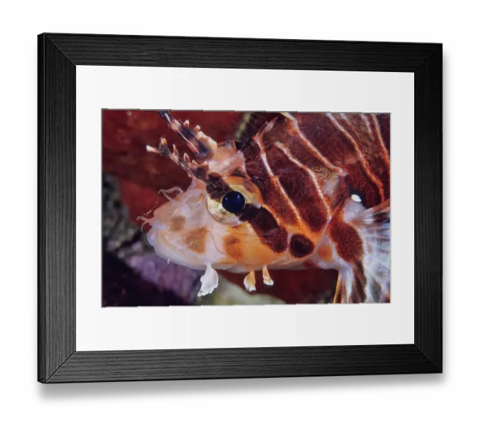 Framed Print : Spotfin lionfish (Pterois antennata) head portrait, Bali, Pacific Ocean Framed Print : Spotfin lionfish (Pterois antennata) head portrait, Bali, Pacific Ocean
