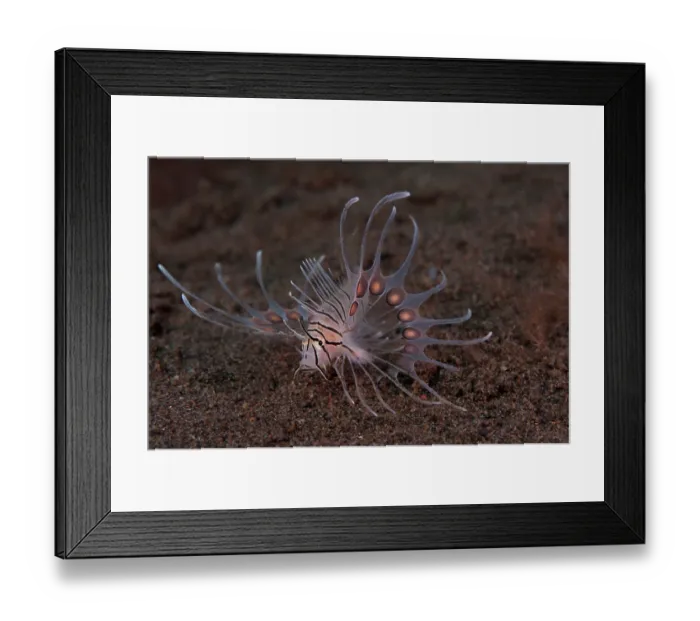 Framed Print : Red lionfish (Pterois volitans) juvenile, 3-4 cm in length, on seabed, portrait, Bali, Pacific Ocean Framed Print : Red lionfish (Pterois volitans) juvenile, 3-4 cm in length, on seabed, portrait, Bali, Pacific Ocean