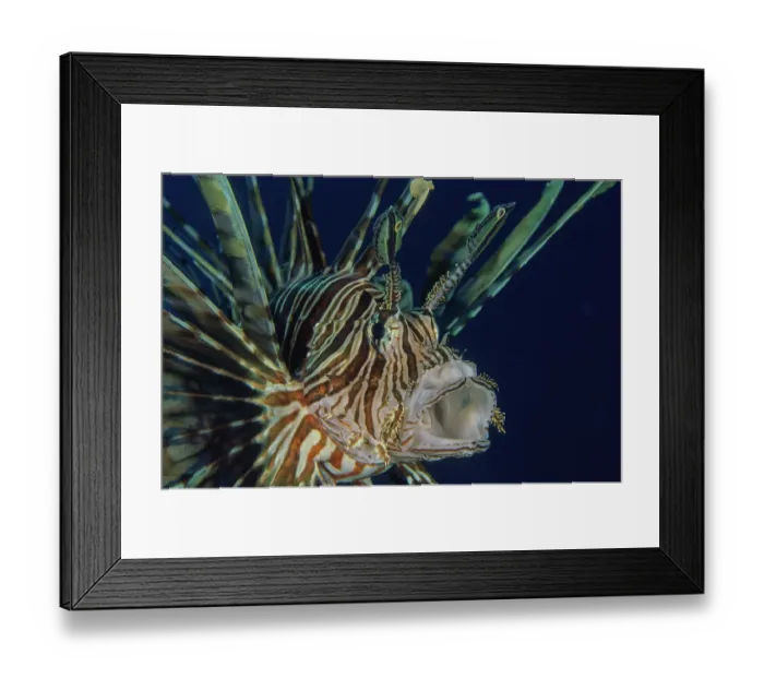 Framed Print : Red lionfish (Pterois volitans) head portrait, Bali, Pacific Ocean Framed Print : Red lionfish (Pterois volitans) head portrait, Bali, Pacific Ocean