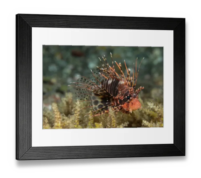 Framed Print : False Mombasa lionfish (Pterois paucispinula) portrait, Bali, Pacific Ocean Framed Print : False Mombasa lionfish (Pterois paucispinula) portrait, Bali, Pacific Ocean