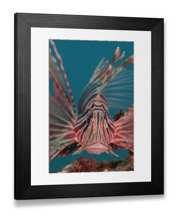 Framed Print : Russell's lionfish (Pterois russelii) portrait, Bali, Pacific Ocean Framed Print : Russell's lionfish (Pterois russelii) portrait, Bali, Pacific Ocean