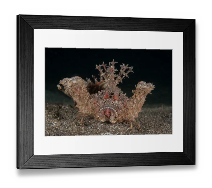 Framed Print : Demon stinger (Inimicus didactylus) portrait, Lembeh Strait, North Sulawesi Framed Print : Demon stinger (Inimicus didactylus) portrait, Lembeh Strait, North Sulawesi