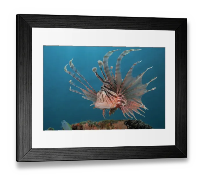 Framed Print : Russell's lionfish (Pterois russelii) portrait, Bali, Pacific Ocean Framed Print : Russell's lionfish (Pterois russelii) portrait, Bali, Pacific Ocean