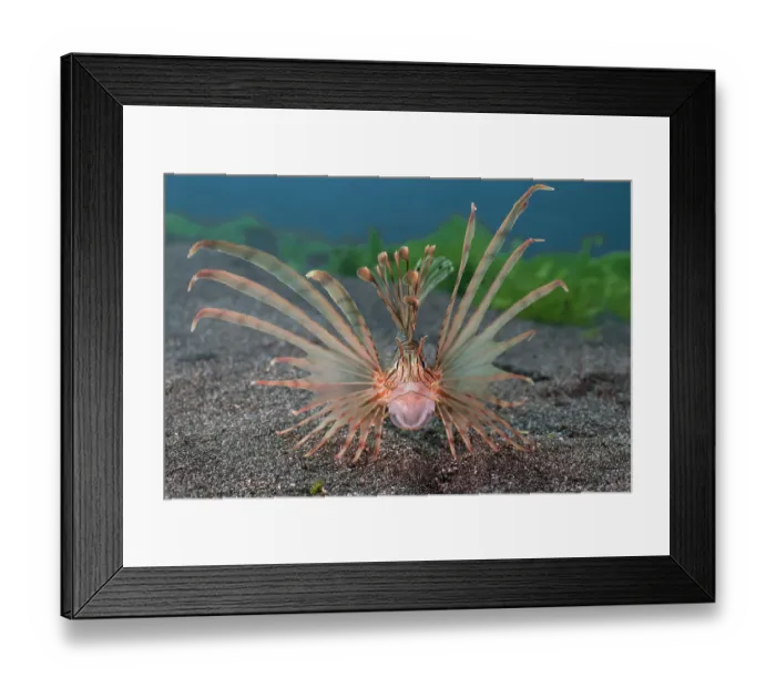 Framed Print : A small Red lionfish (Pterois volitans) with its mouth wide open in a defensive posture, Bali, Pacific Ocean Framed Print : A small Red lionfish (Pterois volitans) with its mouth wide open in a defensive posture, Bali, Pacific Ocean