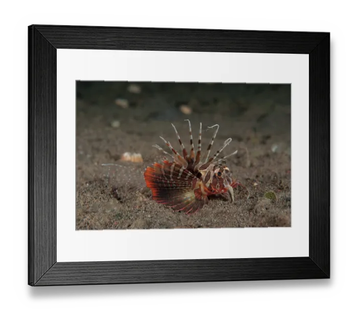 Framed Print : Gurnard lionfish (Parapterois heterura) on the seabed. A small species of lionfish at the very southern end of its geographical range in Bali, Indonesia, Pacific Ocean Framed Print : Gurnard lionfish (Parapterois heterura) on the seabed. A small species of lionfish at the very southern end of its geographical range in Bali, Indonesia, Pacific Ocean