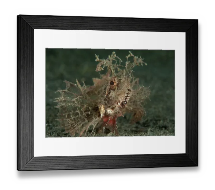 Framed Print : Ambon scorpionfish (Pteroidichthys amboinensis) portrait, Lembeh Strait, North Sulawesi Framed Print : Ambon scorpionfish (Pteroidichthys amboinensis) portrait, Lembeh Strait, North Sulawesi