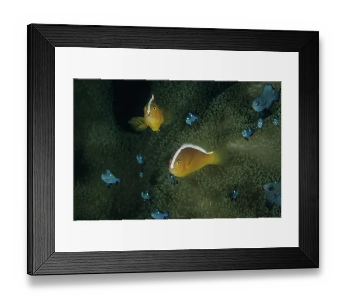 Framed Print : Two Orange anemonefish (Amphiprion akallopisos) and group of juvenile Three-spot dascyllus (Dascyllus trimaculatus) living with a Merten's sea anemone (Stichodactyla mertensii) Framed Print : Two Orange anemonefish (Amphiprion akallopisos) and group of juvenile Three-spot dascyllus (Dascyllus trimaculatus) living with a Merten's sea anemone (Stichodactyla mertensii)