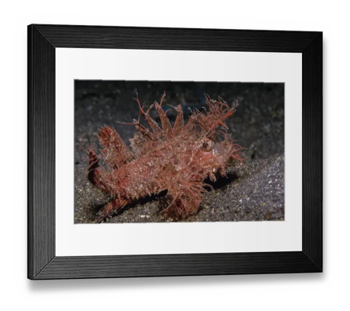 Framed Print : Ambon scorpionfish (Pteroidichthys amboinensis) portrait, Lembeh Strait, North Sulawesi Island Framed Print : Ambon scorpionfish (Pteroidichthys amboinensis) portrait, Lembeh Strait, North Sulawesi Island