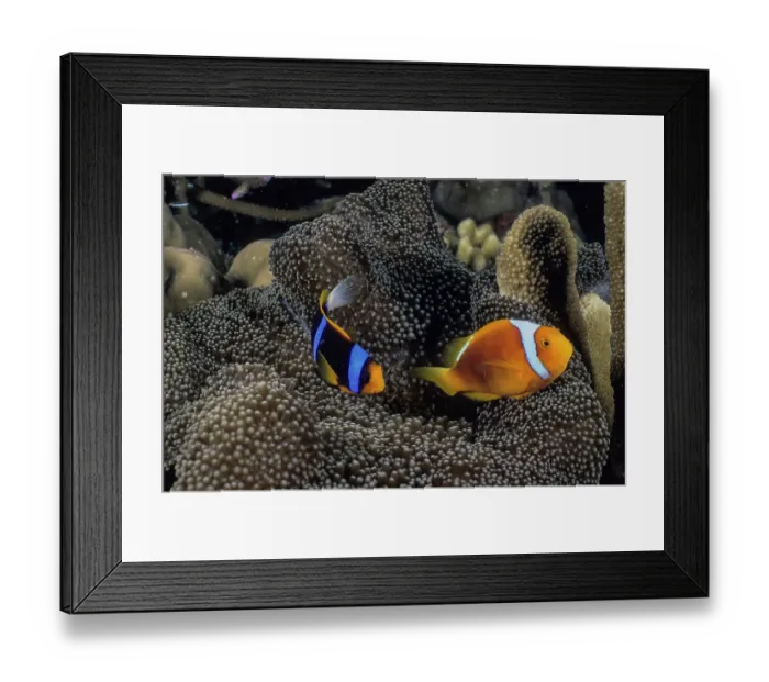 Framed Print : Orange-fin anemonefish (Amphiprion chrysopterus) and a White-bonnet anemonefish (Amphiprion leucokranos) living together in a Merten's sea anemone (Stichodactyla mertensii) Framed Print : Orange-fin anemonefish (Amphiprion chrysopterus) and a White-bonnet anemonefish (Amphiprion leucokranos) living together in a Merten's sea anemone (Stichodactyla mertensii)