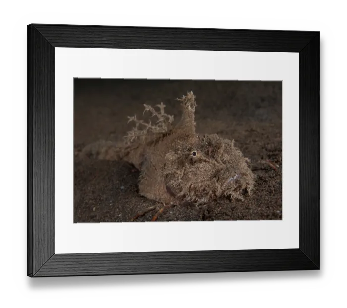 Framed Print : Longsnout stinger (Inimicus curieri) resting on seabed, Bali, Pacific Ocean Framed Print : Longsnout stinger (Inimicus curieri) resting on seabed, Bali, Pacific Ocean