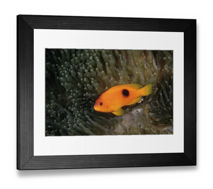Framed Print : Red saddleback anemonefish (Amphiprion ephippium) living with a Bulb-tentacle sea anemone (Entacmaea quadricolor), Thailand, Andaman Sea Framed Print : Red saddleback anemonefish (Amphiprion ephippium) living with a Bulb-tentacle sea anemone (Entacmaea quadricolor), Thailand, Andaman Sea