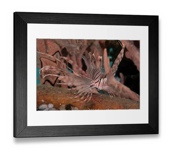 Framed Print : A small Russell's lionfish (Pterois russelii) portrait, Bali, Pacific Ocean Framed Print : A small Russell's lionfish (Pterois russelii) portrait, Bali, Pacific Ocean