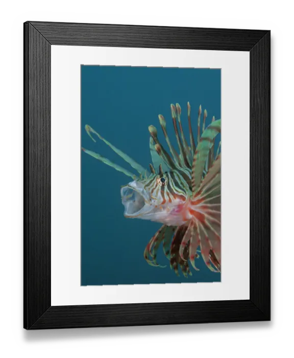 Framed Print : Russell's lionfish (Pterois russelii) portrait, Bali, Pacific Ocean Framed Print : Russell's lionfish (Pterois russelii) portrait, Bali, Pacific Ocean