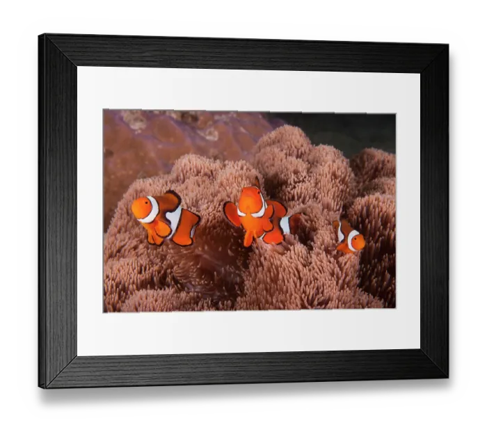 Framed Print : Group of Clown anemonefish (Amphiprion percula) living with a Gigantic sea anemone (Stichodactyla gigantea), Milne Bay, Papua New Guinea, Pacific Ocean Framed Print : Group of Clown anemonefish (Amphiprion percula) living with a Gigantic sea anemone (Stichodactyla gigantea), Milne Bay, Papua New Guinea, Pacific Ocean