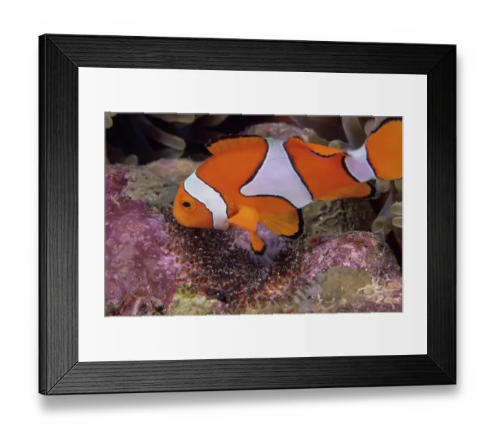 Framed Print : Clown anemonefish (Amphiprion percula) tending to its eggs laid on a rock beside its Magnificent sea anemone (Heteractis magnifica) host, Kimbe Bay, Papua New Guinea Framed Print : Clown anemonefish (Amphiprion percula) tending to its eggs laid on a rock beside its Magnificent sea anemone (Heteractis magnifica) host, Kimbe Bay, Papua New Guinea