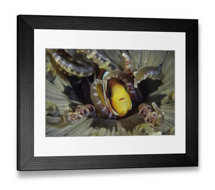 Framed Print : Clark's anemonefish (Amphiprion clarkii) nestled among the tentacles of its Beaded sea anemone (Heteractis aurora) host, Indonesia, Pacific Ocean Framed Print : Clark's anemonefish (Amphiprion clarkii) nestled among the tentacles of its Beaded sea anemone (Heteractis aurora) host, Indonesia, Pacific Ocean