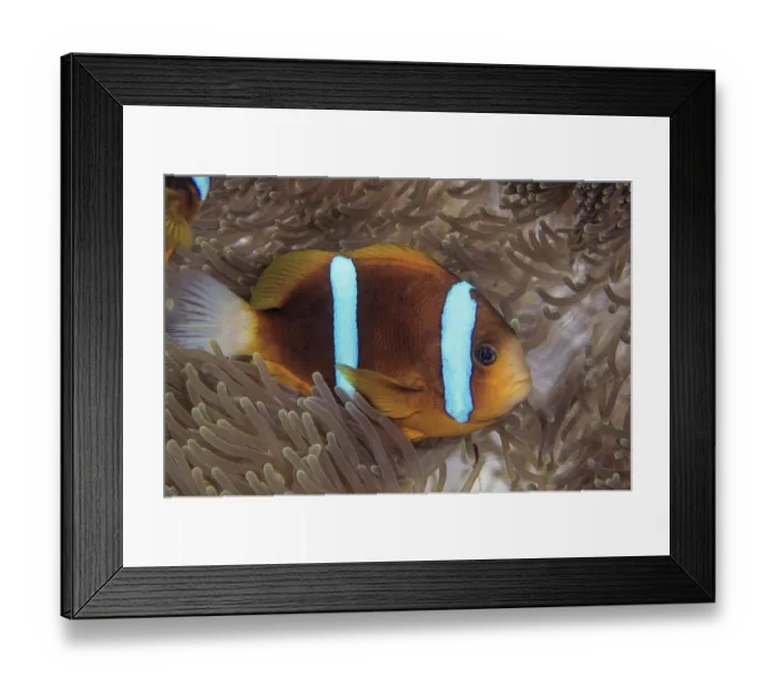 Framed Print : Barrier Reef anemonefish (Amphiprion akindynos) living with a Magnificent sea anemone (Heteractis magnifica), Great Barrier Reef, Queensland, Australia, Pacific Ocean Framed Print : Barrier Reef anemonefish (Amphiprion akindynos) living with a Magnificent sea anemone (Heteractis magnifica), Great Barrier Reef, Queensland, Australia, Pacific Ocean