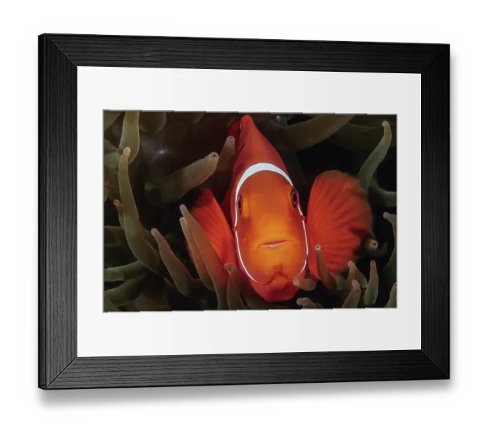 Framed Print : Spinecheek anemonefish (Premnas biaculeatus) female, living among the tentacles of a Bulb-tentacle sea anemone (Entacmaea quadricolor), Milne Bay, Papua New Guinea, Pacific Ocean Framed Print : Spinecheek anemonefish (Premnas biaculeatus) female, living among the tentacles of a Bulb-tentacle sea anemone (Entacmaea quadricolor), Milne Bay, Papua New Guinea, Pacific Ocean
