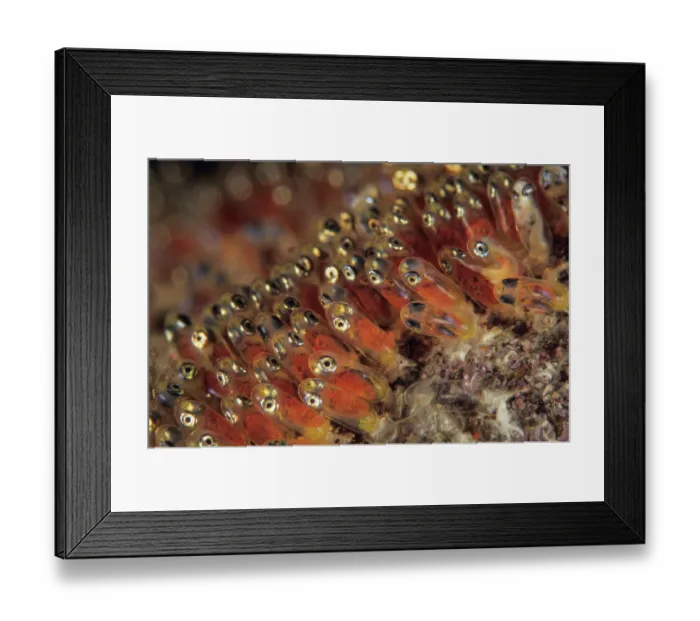 Framed Print : Saddleback anemonefish (Amphiprion polymnus) eggs in their fourth day of development. The eyes are well developed and the tail is also visible Framed Print : Saddleback anemonefish (Amphiprion polymnus) eggs in their fourth day of development. The eyes are well developed and the tail is also visible