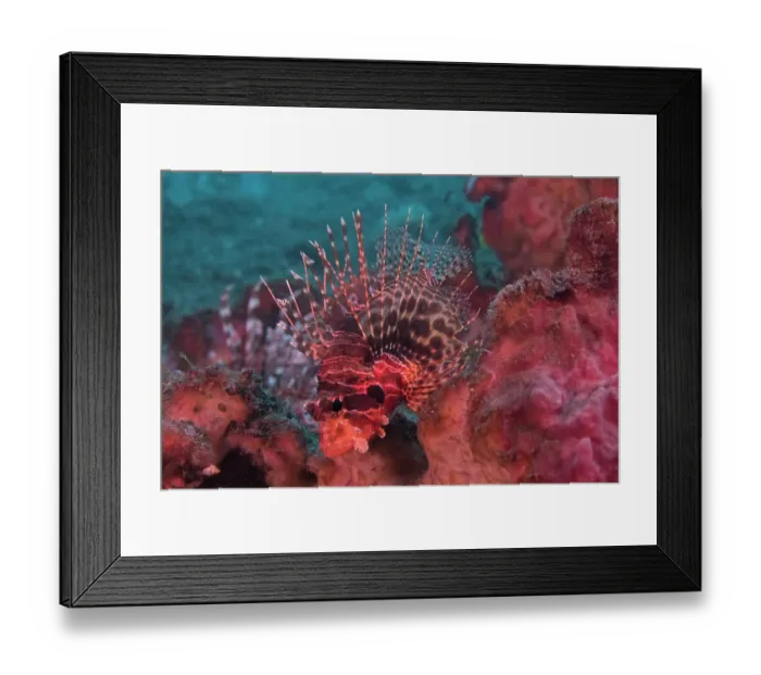 Framed Print : False Mombasa lionfish (Pterois paucispinula) camouflaged on a reef, Bali, Pacific Ocean Framed Print : False Mombasa lionfish (Pterois paucispinula) camouflaged on a reef, Bali, Pacific Ocean