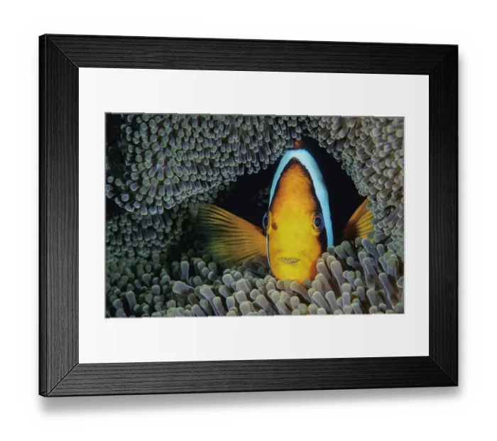 Framed Print : Orange-fin anemonefish (Amphiprion chrysopterus) living with a Merten's sea anemone (Stichodactyla mertensii) portrait, Solomon Islands, Pacific Ocean Framed Print : Orange-fin anemonefish (Amphiprion chrysopterus) living with a Merten's sea anemone (Stichodactyla mertensii) portrait, Solomon Islands, Pacific Ocean