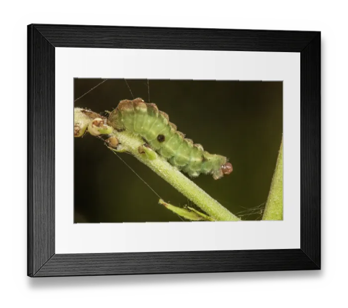 Framed Print : Appalachian azure (Celastrina neglectamajor) caterpillar feeding on flowers and buds of Black cohosh (Actaea racemosa), Pennsylvania, USA. June Framed Print : Appalachian azure (Celastrina neglectamajor) caterpillar feeding on flowers and buds of Black cohosh (Actaea racemosa), Pennsylvania, USA. June