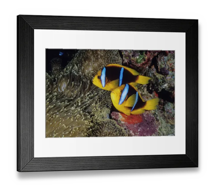 Framed Print : Orange-fin anemonefish (Amphiprion chrysopterus) pair guarding a fresh clutch of eggs laid on the rock at the edge of their Magnificent sea anemone (Heteractis magnifica) host