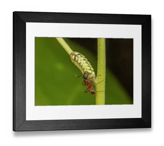 Framed Print : Appalachian azure (Celastrina neglectamajor) caterpillar feeding on flowers and buds of Black cohosh (Actaea racemosa) Framed Print : Appalachian azure (Celastrina neglectamajor) caterpillar feeding on flowers and buds of Black cohosh (Actaea racemosa)