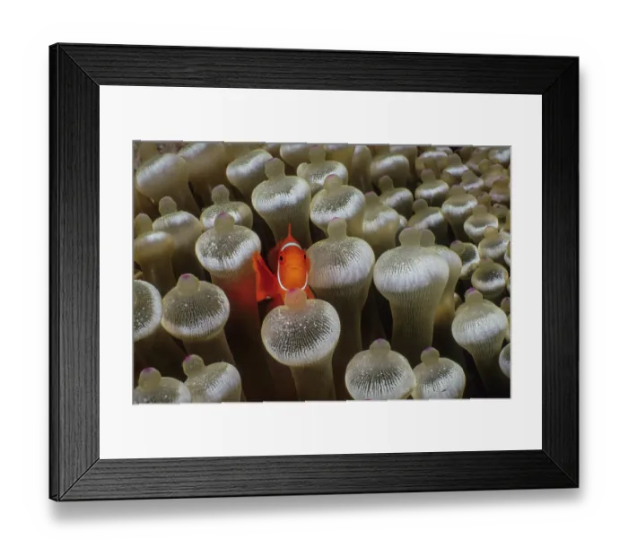 Framed Print : Spinecheek anemonefish (Premnas biaculeatus) a very small male, dwarfed by the tentacle tips of the Bulb-tentacle sea anemone (Entacmaea quadricolor) it is living with, Milne Bay Framed Print : Spinecheek anemonefish (Premnas biaculeatus) a very small male, dwarfed by the tentacle tips of the Bulb-tentacle sea anemone (Entacmaea quadricolor) it is living with, Milne Bay