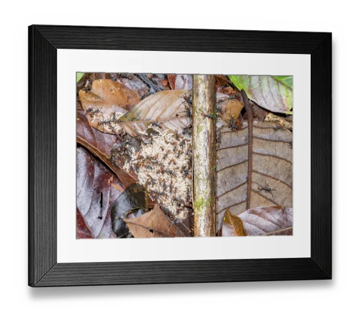 Framed Print : Army ants (Eciton burchellii) larva cache, temporary gathered in leaf litter as the colony emigrates to new home, La Selva Biological Station, Costa Rica Framed Print : Army ants (Eciton burchellii) larva cache, temporary gathered in leaf litter as the colony emigrates to new home, La Selva Biological Station, Costa Rica