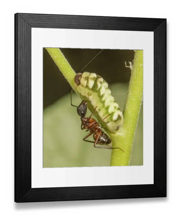 Framed Print : Appalachian azure (Celastrina neglectamajor) caterpillar feeding on flowers and buds of Black cohosh (Actaea racemosa) Framed Print : Appalachian azure (Celastrina neglectamajor) caterpillar feeding on flowers and buds of Black cohosh (Actaea racemosa)