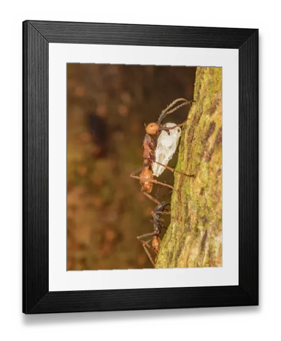 Framed Print : Army ant (Eciton burchellii) submajor carrying insect pupa prey, La Selva Biological Station, Costa Rica Framed Print : Army ant (Eciton burchellii) submajor carrying insect pupa prey, La Selva Biological Station, Costa Rica