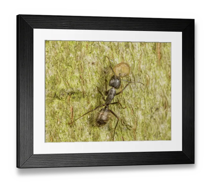 Framed Print : Black carpenter ant (Camponotus pennsylvanicus) feeding on caterpillar prey, Pennsylvania, USA. June Framed Print : Black carpenter ant (Camponotus pennsylvanicus) feeding on caterpillar prey, Pennsylvania, USA. June
