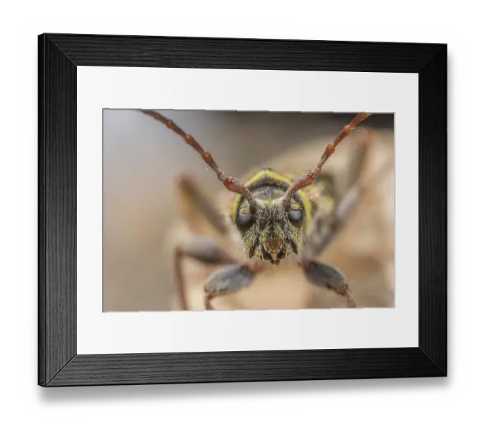 Framed Print : Banded ash borer (Neoclytus caprea) portrait, Philadelphia, Pennsylvania, USA. April Framed Print : Banded ash borer (Neoclytus caprea) portrait, Philadelphia, Pennsylvania, USA. April