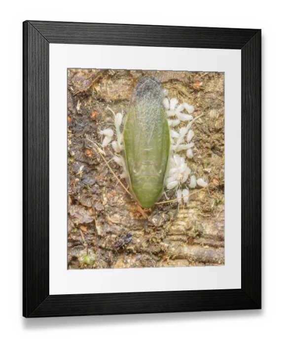 Framed Print : Green banana cockroach (Panchlora nivea) guarding its nymphs, La Selva Biological Station, Costa Rica Framed Print : Green banana cockroach (Panchlora nivea) guarding its nymphs, La Selva Biological Station, Costa Rica