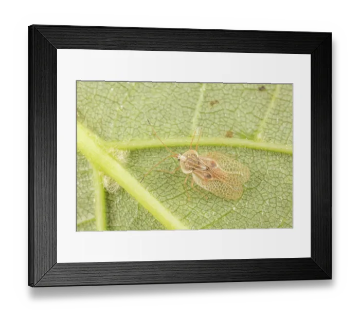 Framed Print : Basswood lacebug (Gargaphia tiliae) on American basswood (Tilia americana) leaf, Pennsylvania, USA. July